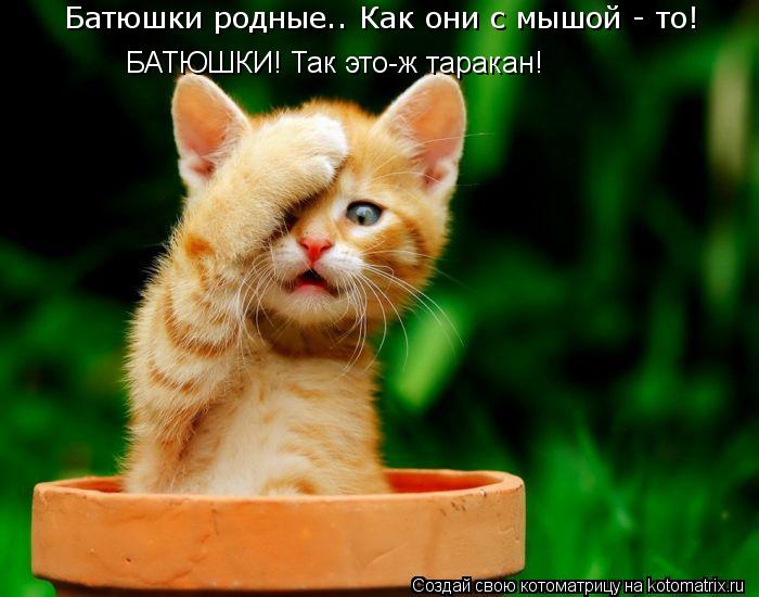 Батюшки родные.. Как они с мышой - то! БАТЮШКИ! Так это-ж таракан!... Котоматрица: Батюшки родные.. Как они с мышой - то! БАТЮШКИ! Так это-ж таракан!