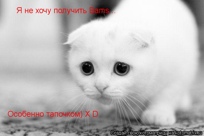 Я не хочу получить Bams... Особенно тапочком) X D... Котоматрица: Я не хочу получить Bams... Особенно тапочком) X D