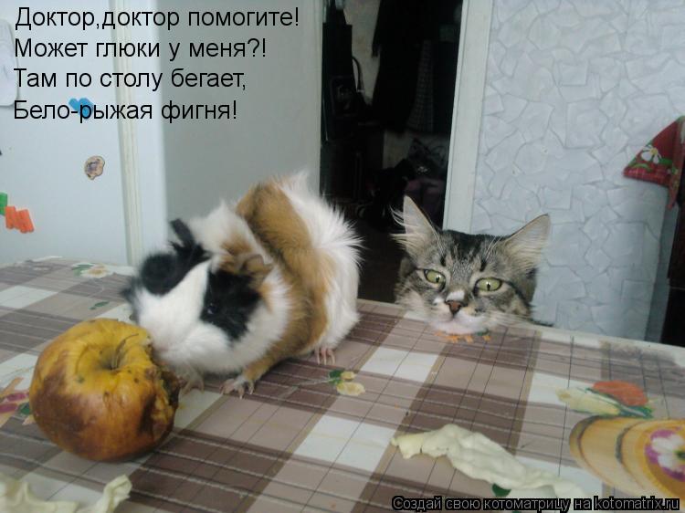 Доктор,доктор помогите! Может глюки у меня?! Там по столу бегает, Бело-рыжая фигня!... Котоматрица: Доктор,доктор помогите! Может глюки у меня?! Там по столу бегает, Бело-рыжая фигня!
