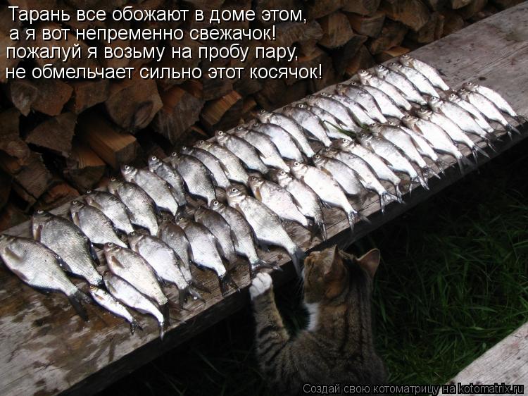 Тарань все обожают в доме этом, а я вот непременно свежачок! пожалуй я возьму на пробу пару, не обмел... Котоматрица: Тарань все обожают в доме этом, а я вот непременно свежачок! пожалуй я возьму на пробу пару, не обмельчает сильно этот косячок!