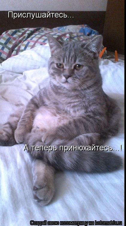 Прислушайтесь... А теперь принюхайтесь...!... Котоматрица: Прислушайтесь... А теперь принюхайтесь...!