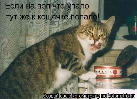 Если на пол что упало тут же к кошечке попало!... Котоматрица: Если на пол что упало тут же к кошечке попало!