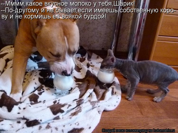 --Мммм,какое вкусное молоко у тебя,Шарик! --По-другому и не бывает,если имеешь собственную коро- ву и... Котоматрица: --Мммм,какое вкусное молоко у тебя,Шарик! --По-другому и не бывает,если имеешь собственную коро- ву и не кормишь её всякой бурдой!