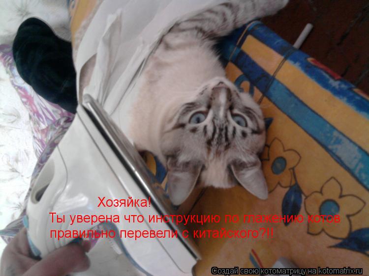 Хозяйка! Ты уверена что инструкцию по глажению котов правильно перевели с китайского?!!... Котоматрица: Хозяйка! Ты уверена что инструкцию по глажению котов правильно перевели с китайского?!!