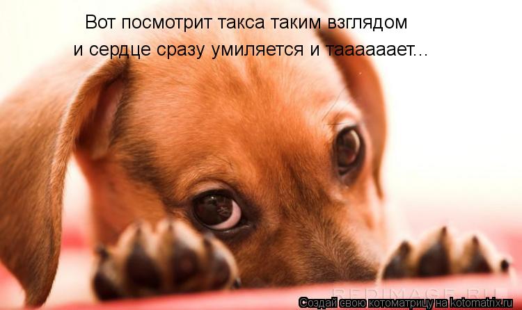 Вот посмотрит такса таким взглядом и сердце сразу умиляется и таааааает...... Котоматрица: Вот посмотрит такса таким взглядом и сердце сразу умиляется и таааааает...