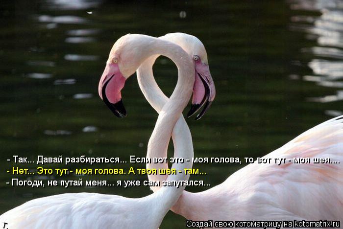 - Так... Давай разбираться... Если вот это - моя голова, то вот тут - моя шея.... - Нет... Это тут - ... Котоматрица: - Так... Давай разбираться... Если вот это - моя голова, то вот тут - моя шея.... - Нет... Это тут - моя голова. А твоя шея - там... - Погоди, не путай меня.