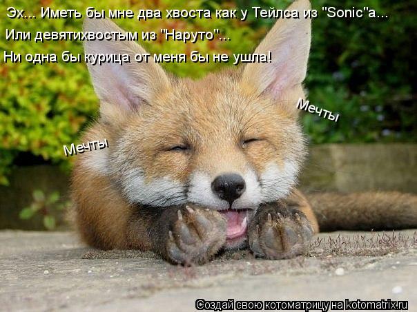 Эх... Иметь бы мне два хвоста как у Тейлса из "Sonic"а... Или девятихвостым из "Наруто"... Ни одна бы... Котоматрица: Эх... Иметь бы мне два хвоста как у Тейлса из "Sonic"а... Или девятихвостым из "Наруто"... Ни одна бы курица от меня бы не ушла! Мечты Мечты