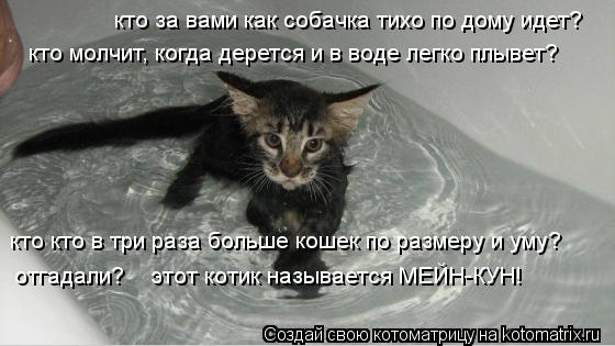 кто за вами как собачка тихо по дому идет? кто молчит, когда дерется и в воде легко плывет? кто кто в... Котоматрица: кто за вами как собачка тихо по дому идет? кто молчит, когда дерется и в воде легко плывет? кто кто в три раза больше кошек по размеру и уму? от