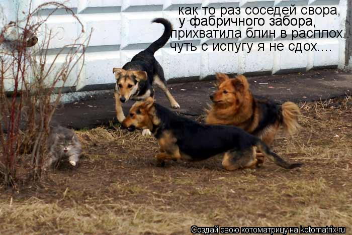 как то раз соседей свора, у фабричного забора, у фабричного забора, прихватила блин в расплох.. чуть ... Котоматрица: как то раз соседей свора, у фабричного забора, у фабричного забора, прихватила блин в расплох.. чуть с испугу я не сдох....
