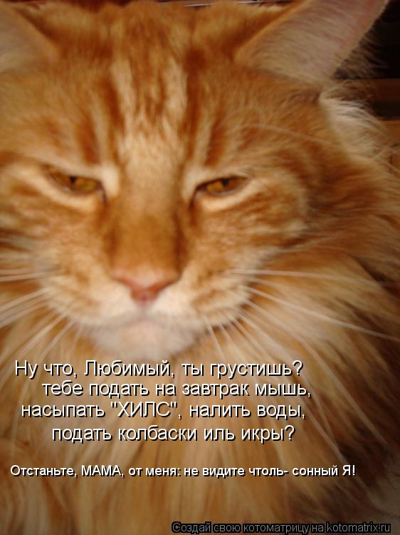 Ну что, Любимый, ты грустишь? тебе подать на завтрак мышь, насыпать "ХИЛС", налить воды, подать колба... Котоматрица: Ну что, Любимый, ты грустишь? тебе подать на завтрак мышь, насыпать "ХИЛС", налить воды, подать колбаски иль икры? Отстаньте, МАМА, от меня: не в