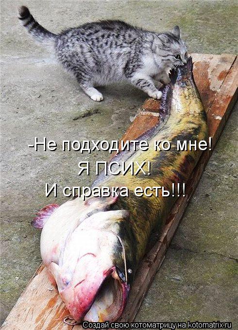 -Не подходите ко мне! -Не подходите ко мне! Я ПСИХ! И справка есть!!!... Котоматрица: -Не подходите ко мне! -Не подходите ко мне! Я ПСИХ! И справка есть!!!