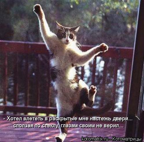 - Хотел влететь в раскрытые мне настежь двери... ... сползая по стеклу, глазам своим не верил...... Котоматрица: - Хотел влететь в раскрытые мне настежь двери... ... сползая по стеклу, глазам своим не верил...