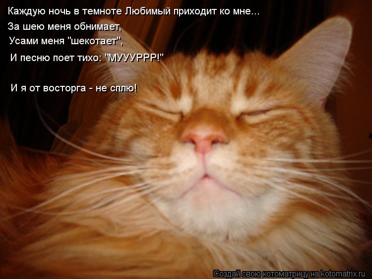 Каждую ночь в темноте Любимый приходит ко мне... За шею меня обнимает, Усами меня "шекотает", И песню... Котоматрица: Каждую ночь в темноте Любимый приходит ко мне... За шею меня обнимает, Усами меня "шекотает", И песню поет тихо: "МУУУРРР!" И я от восторга - не с