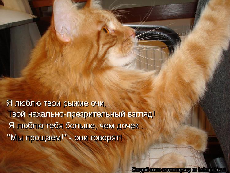 Я люблю твои рыжие очи, Твой нахально-презрительный взгляд! Я люблю тебя больше, чем дочек... "Мы про... Котоматрица: Я люблю твои рыжие очи, Твой нахально-презрительный взгляд! Я люблю тебя больше, чем дочек... "Мы прощаем!" - они говорят!