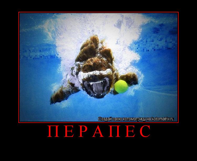 ... Котоматрица: