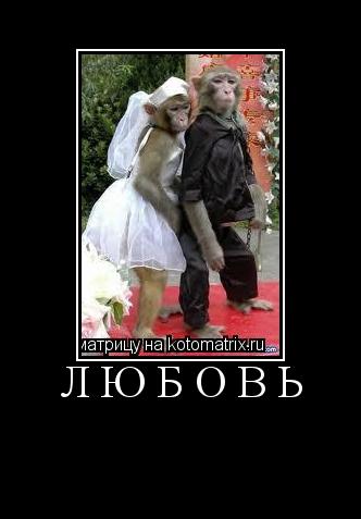 любовь ... Котоматрица: любовь