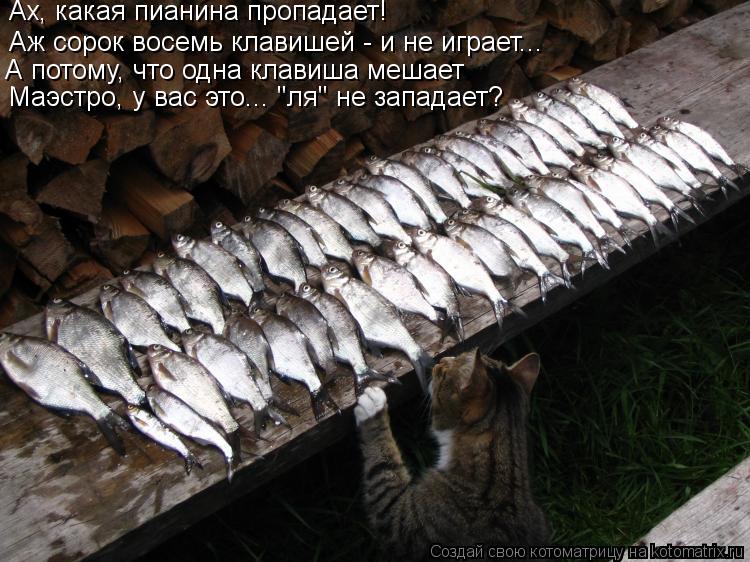 Котоматрица: Аж сорок восемь клавишей - и не играет... А потому, что одна клавиша мешает Маэстро, у вас это... "ля" не западает? Ах, какая пианина пропадает!