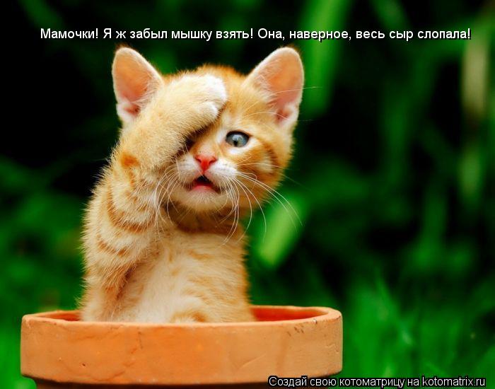 Мамочки! Я ж забыл мышку взять! Она, наверное, весь сыр слопала!... Котоматрица: Мамочки! Я ж забыл мышку взять! Она, наверное, весь сыр слопала!