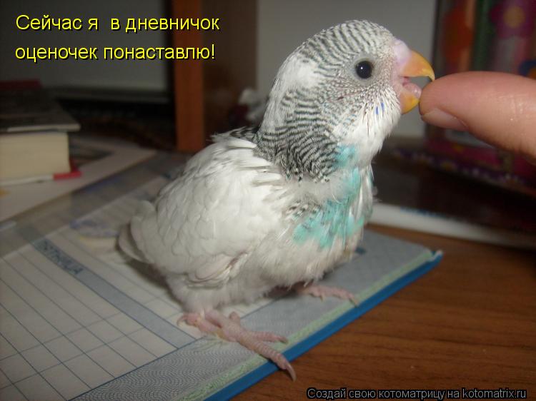 Сейчас я в дневничок оценочек понаставлю!... Котоматрица: Сейчас я в дневничок оценочек понаставлю!