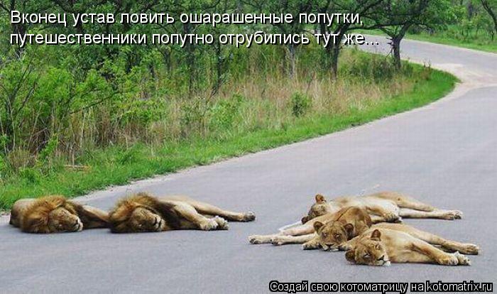 Вконец устав ловить ошарашенные попутки, путешественники попутно отрубились тут же...... Котоматрица: Вконец устав ловить ошарашенные попутки, путешественники попутно отрубились тут же...