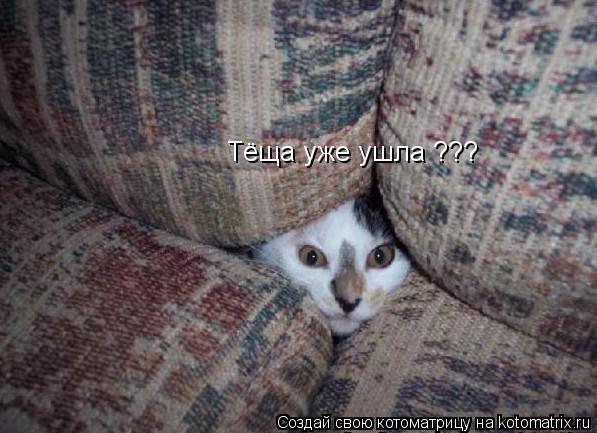 Тёща уже ушла ???... Котоматрица: Тёща уже ушла ???