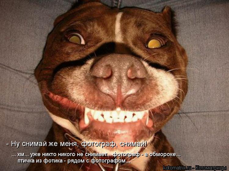 - Ну снимай же меня, фотограф, снимай! ... хм... уже никто никого не снимает... фотограф - в обмороке... Котоматрица: - Ну снимай же меня, фотограф, снимай! ... хм... уже никто никого не снимает... фотограф - в обмороке... птичка из фотика - рядом с фотографом...