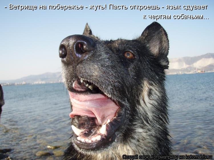 - Ветрище на побережье - жуть! Пасть откроешь - язык сдувает к чертям собачьим...... Котоматрица: - Ветрище на побережье - жуть! Пасть откроешь - язык сдувает к чертям собачьим...