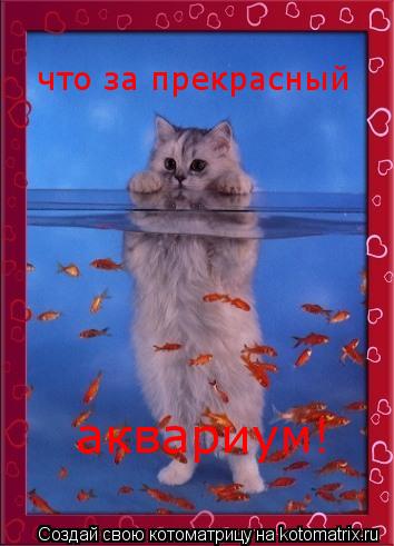 что за прекрасный аквариум!... Котоматрица: что за прекрасный аквариум!