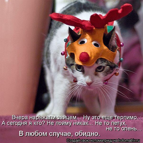 Вчера наряжали зайцем... Ну это еще терпимо... А сегодня я кто? Не пойму никак... Не то петух, не то ... Котоматрица: Вчера наряжали зайцем... Ну это еще терпимо... А сегодня я кто? Не пойму никак... Не то петух, не то олень... В любом случае, обидно.