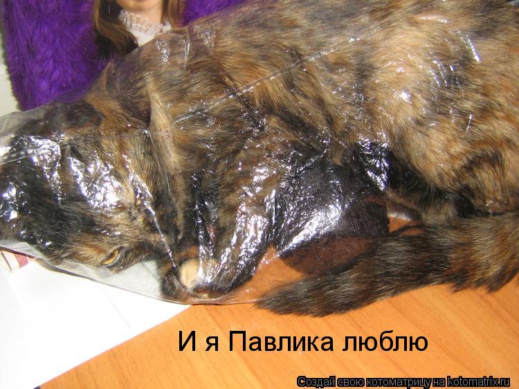 И я Павлика люблю... Котоматрица: И я Павлика люблю