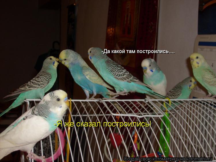 -Я же сказал построились! -Да какой там построились....... Котоматрица: -Я же сказал построились! -Да какой там построились....