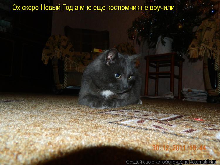 Эх скоро Новый Год а мне еще костюмчик не вручили... Котоматрица: Эх скоро Новый Год а мне еще костюмчик не вручили