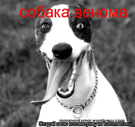 собака венома... Котоматрица: собака венома