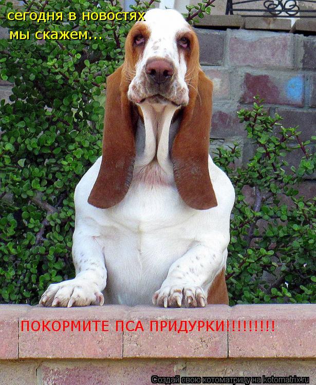 сегодня в новостях мы скажем... ПОКОРМИТЕ ПСА ПРИДУРКИ!!!!!!!!!... Котоматрица: сегодня в новостях мы скажем... ПОКОРМИТЕ ПСА ПРИДУРКИ!!!!!!!!!