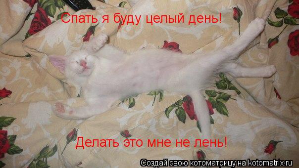Спать я буду целый день! Делать это мне не лень!... Котоматрица: Спать я буду целый день! Делать это мне не лень!