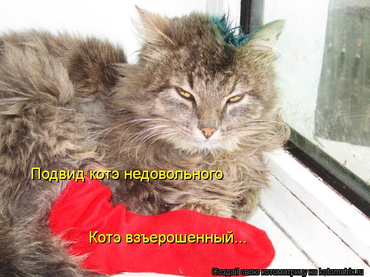 Котэ взъерошенный... Подвид котэ недовольного... Котоматрица: Котэ взъерошенный... Подвид котэ недовольного