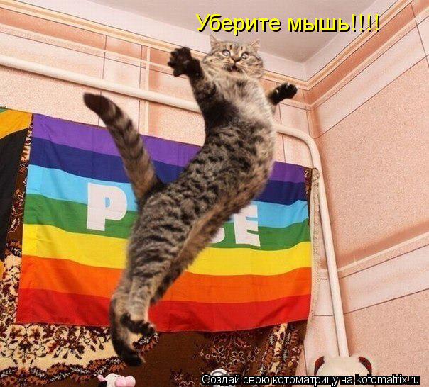 Уберите мышь!!!!... Котоматрица: Уберите мышь!!!!
