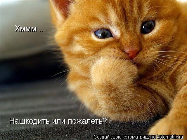 Хммм.... Нашкодить или пожалеть?... Котоматрица: Хммм.... Нашкодить или пожалеть?