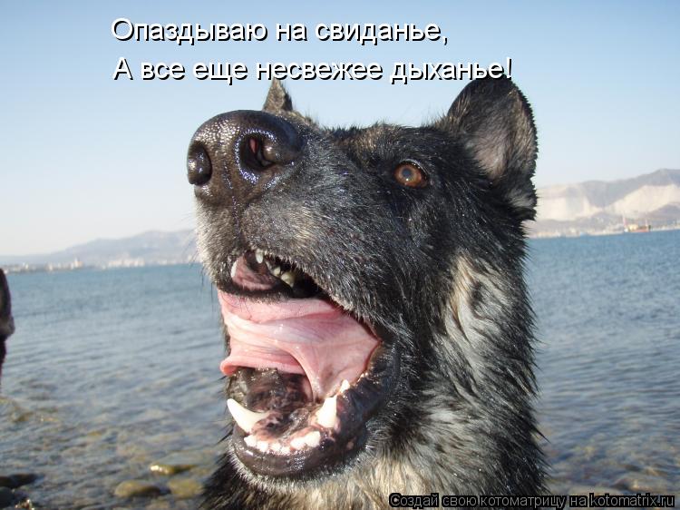 Опаздываю на свиданье, А все еще несвежее дыханье!... Котоматрица: Опаздываю на свиданье, А все еще несвежее дыханье!