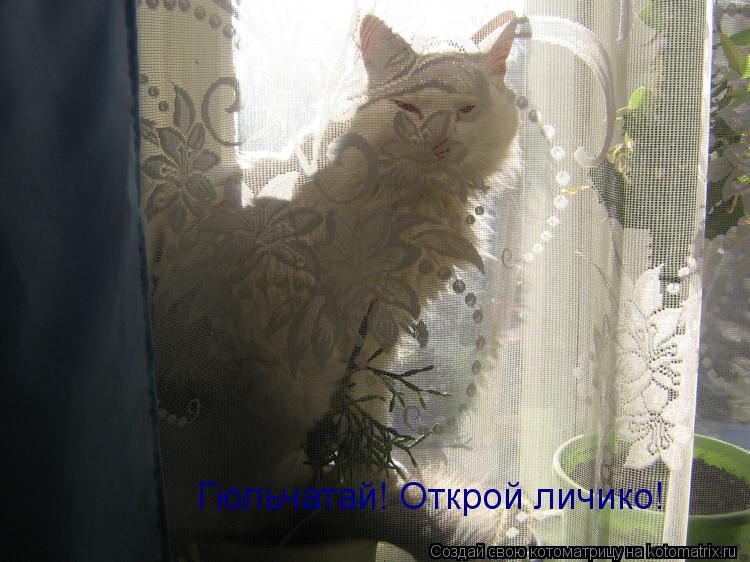 Гюльчатай! Открой личико!... Котоматрица: Гюльчатай! Открой личико!