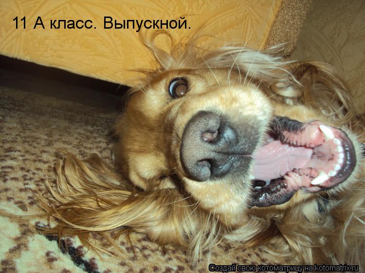 11 А класс. Выпускной.... Котоматрица: 11 А класс. Выпускной.