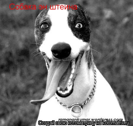 Собака эн штеина... Котоматрица: Собака эн штеина
