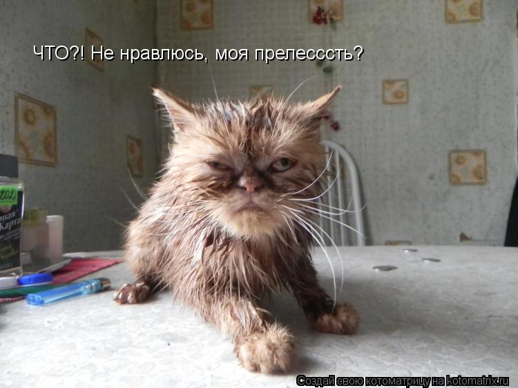 ЧТО?! Не нравлюсь, моя прелесссть?... Котоматрица: ЧТО?! Не нравлюсь, моя прелесссть?