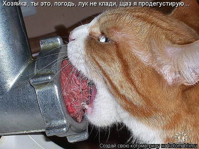 Хозяйка, ты это, погодь, лук не клади, щаз я продегустирую...... Котоматрица: Хозяйка, ты это, погодь, лук не клади, щаз я продегустирую...