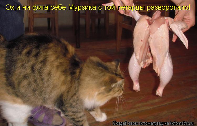 Эх,и ни фига себе Мурзика с той петарды разворотило!... Котоматрица: Эх,и ни фига себе Мурзика с той петарды разворотило!