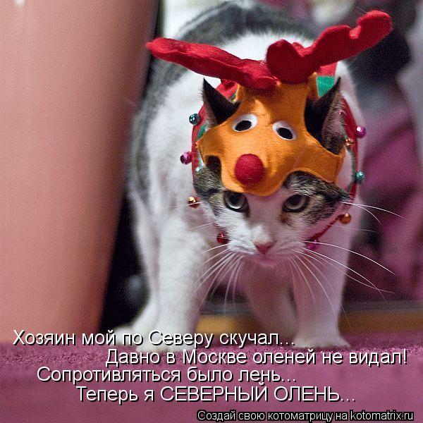 Хозяин мой по Северу скучал... Давно в Москве оленей не видал! Сопротивляться было лень... Теперь я С... Котоматрица: Хозяин мой по Северу скучал... Давно в Москве оленей не видал! Сопротивляться было лень... Теперь я СЕВЕРНЫЙ ОЛЕНЬ...
