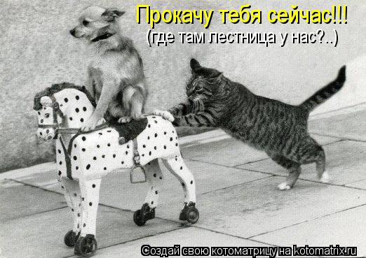 Прокачу тебя сейчас!!! (где там лестница у нас?..)... Котоматрица: Прокачу тебя сейчас!!! (где там лестница у нас?..)