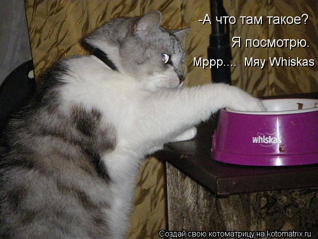 -А что там такое? Я посмотрю. Мррр.... Мяу Whiskas... Котоматрица: -А что там такое? Я посмотрю. Мррр.... Мяу Whiskas