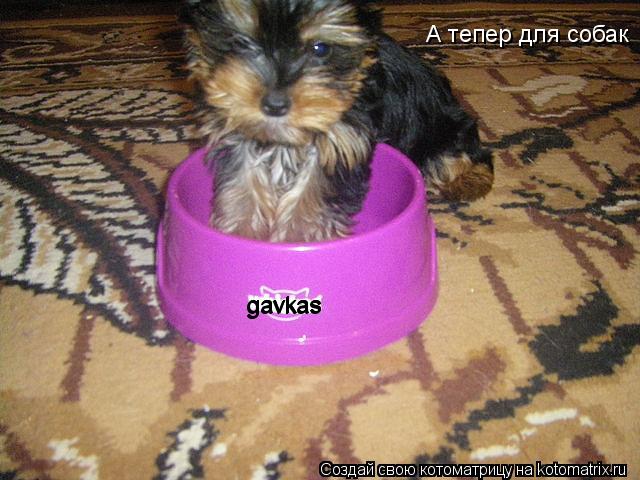 gavkas gavkas gavkas А тепер для собак... Котоматрица: gavkas gavkas gavkas А тепер для собак