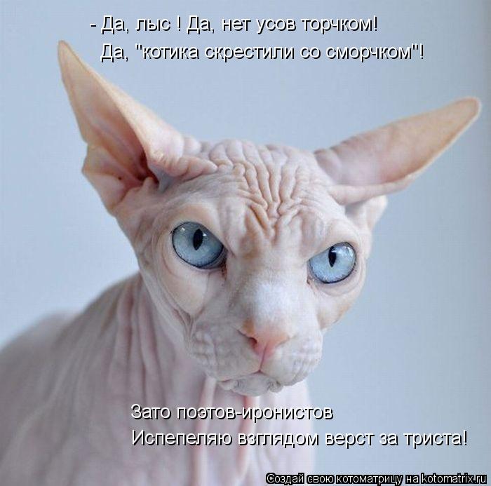 - Да, лыс ! Да, нет усов торчком! Да, "котика скрестили со сморчком"! Зато поэтов-иронистов Испепеляю... Котоматрица: - Да, лыс ! Да, нет усов торчком! Да, "котика скрестили со сморчком"! Зато поэтов-иронистов Испепеляю взглядом верст за триста!